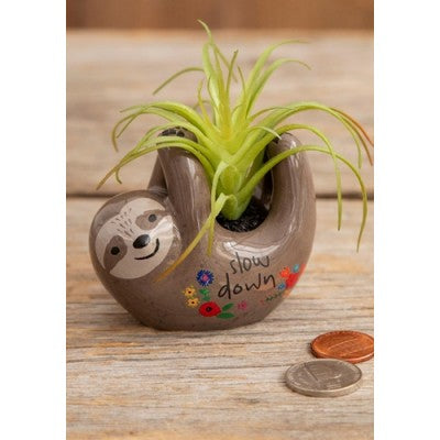 Critter Succulent Grey Sloth